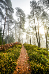Obraz premium View of the forest near Erfweiler. Path through the autumnal landscape. 