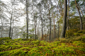 Obraz premium View of the forest near Erfweiler. Path through the autumnal landscape. 