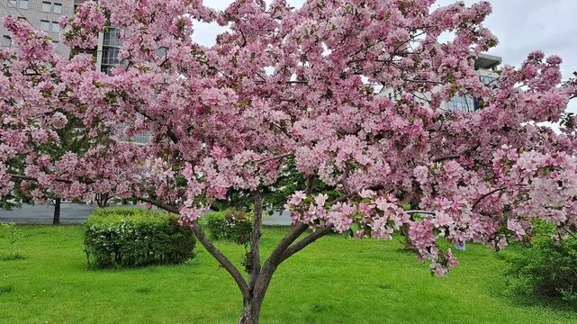 A pink-flowered apple tree is located in a city park