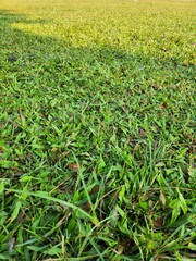 Close-up view of vibrant green grass with varied shades.