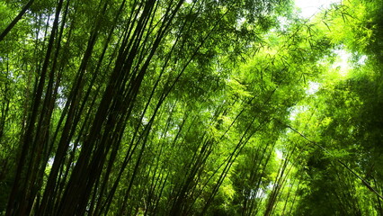 bamboo forest view with its green leaves combined with beautiful sunlight