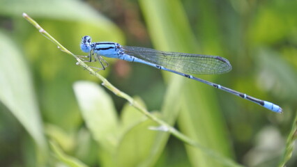 close up of a small blue dragonfly perched on green grass