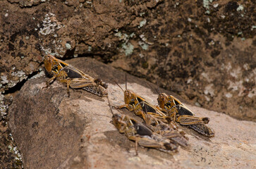 Hoppers of Moroccan locust Dociostaurus maroccanus. Integral Natural Reserve of Inagua. Tejeda. Gran Canaria. Canary Islands. Spain.