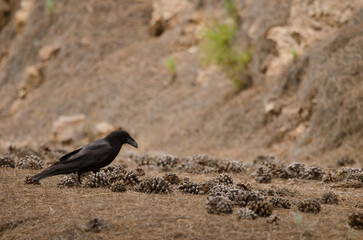 Common raven Corvus corax canariensis searching for food on the forest floor. Integral Natural Reserve of Inagua. Gran Canaria. Canary Islands. Spain.