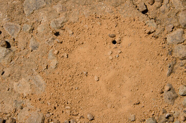 Burrow of a spider. Integral Natural Reserve of Inagua. Gran Canaria. Canary Islands. Spain.