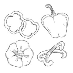 Pepper hand drawn vector set. Vegetable sketch style object, full, half and slices. Isolated bell pepper. Detailed vegetarian food drawing. Farm market product. Paprika icon