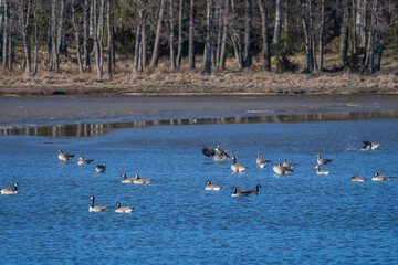 Migrated geese resting in a cove in spring