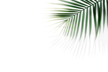 Obraz premium Palm leaves leaf shadow on white background. Natural palm branch shadow on transparent background. Tropical palm leaves shadow overlay effect. PNG file, ideal for summer spring design elements