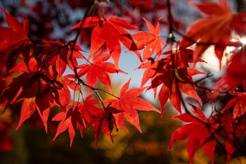 Vibrant red maple leaves backlit by sunlight.