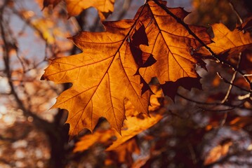 Vibrant Autumn Leaves in Sunlight