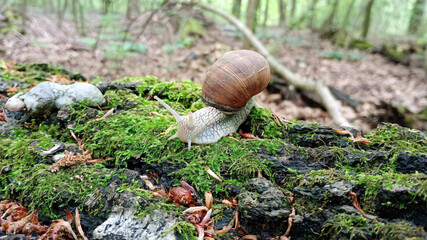 Close-up photograph of a brown snail crawling on green moss in a natural forest  © Olia