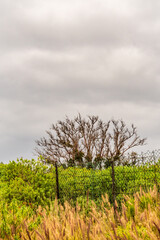 Obraz premium Paisaje con árboles y nubes en Puerto de la Cruz, Tenerife.