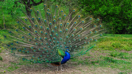 Obraz premium Majestic Peacock Displaying in Lush Greenery