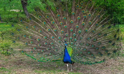 A vibrant male peacock displays its colorful and fully fanned tail feathers in a natural green environment