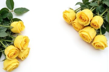 yellow roses on a white background