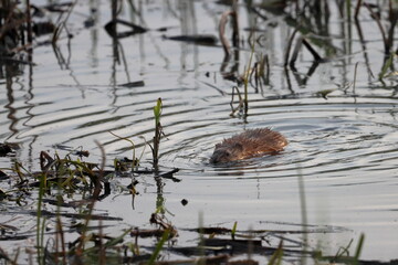 The red water rat creates waves by vibrating its body to intimidate