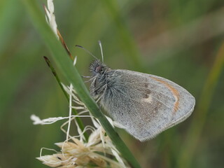 Small Heath (Coenonympha pamphilus)