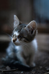 fantastic newborn cat, still blind