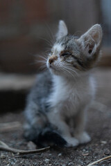 fantastic newborn cat, still blind