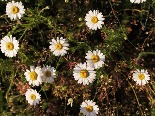 Fototapeta premium Wild chamomile flowers in summer meadow 