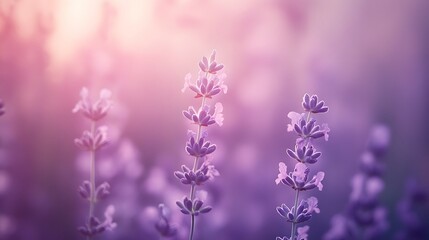 Fototapeta premium Dusty lavender gradient background, no text, no logo