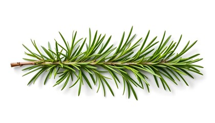 Fresh Rosemary Twig Isolated on Transparent Background &ndash; Food, Health, Hair Care, and Perfumery Design Element PNG (Generative AI)