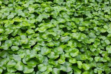 Gotu Kola, Centella Asiatica, Asiatic Pennywort. Herbal Plant