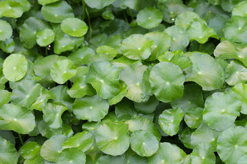 Gotu Kola, Centella Asiatica, Asiatic Pennywort. Herbal Plant