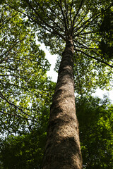 Fototapeta premium Looking up from down tree, Dipterocarpus tree, Big tree in Vietnam