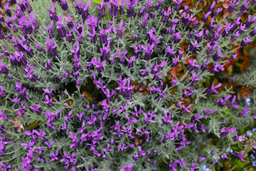 Beautiful purple flowers of French Lavender