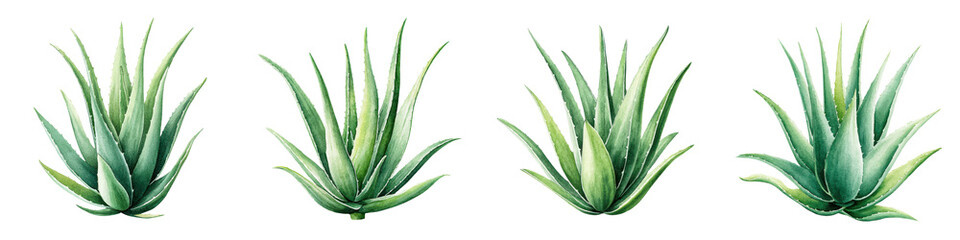 Fototapeta premium Vibrant aloe vera plants with thick fleshy green leaves growing in a natural outdoor environment