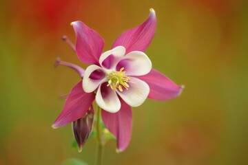 Fototapeta premium Beautiful columbine flower in vibrant colors in a natural setting during spring