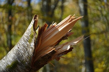 Splintered tree trunk reveals inner wood against a backdrop of green forest