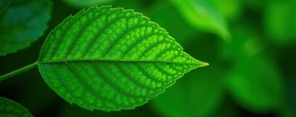 Fototapeta premium Intricate veined leaf, vibrant green, Prague Botanical Garden, science, garden