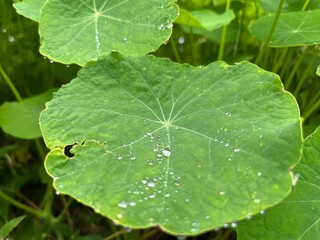 Fresh green nasturtium leaf with water droplets after rain, showcasing natural patterns and texture in a vibrant garden setting. Ideal for nature, freshness, and botanical themes