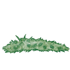 watercolor bush grass illustration