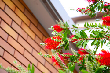 Red flower of bottle brush tree
