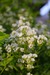 Wild white rose in Japanese garden