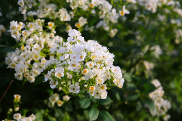 Wild white rose in Japanese garden