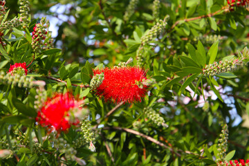 Red flower of bottle brush tree