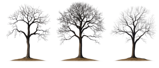 isolated tree silhouettes on white background, vector illustration
