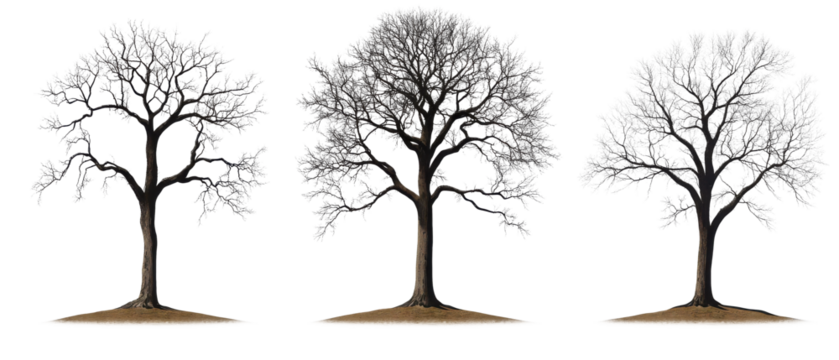 isolated tree silhouettes on white background, vector illustration