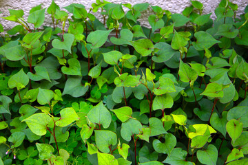 Fototapeta premium Houttuynia cordata plant, Houttuynia cordata Thunb.