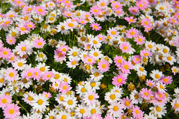 Pink and white daisies blooming in the Japanese garden