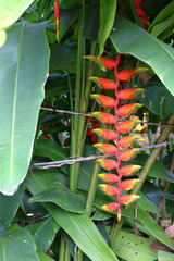 Tropical Heliconia Rostrata Plant at Kuala Lumpur Birds Park, Malaysia