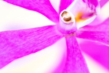 マクロ撮影のピンクのモカラ,夏の花