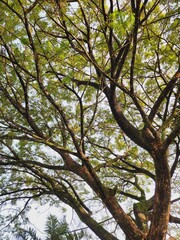 Lush canopy of a large tree reaching upward.