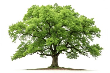 Obraz premium tree isolated on white background