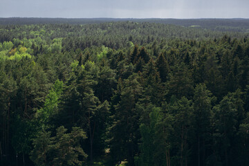 Aerial view of dense green forest under stormy sky. Summer landscape near Minsk, Belarus. Dramatic weather, pine trees, nature, wilderness, and Eastern European scenery.