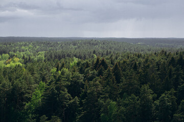 Aerial view of dense green forest under stormy sky. Summer landscape near Minsk, Belarus. Dramatic weather, pine trees, nature, wilderness, and Eastern European scenery.